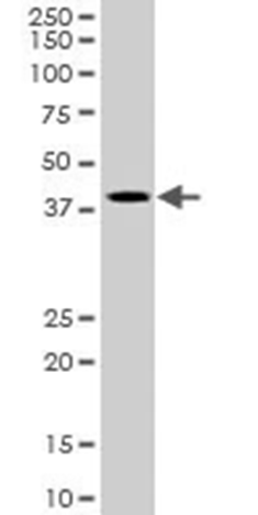 blob.png