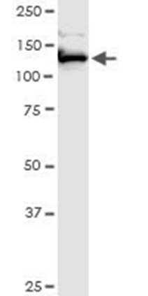 blob.png