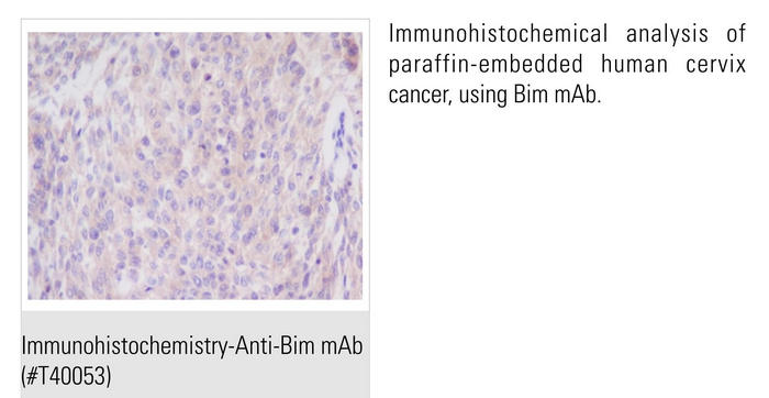 T40053_IHC.jpeg