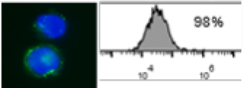 blob.png