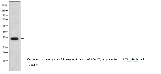 企业微信截图_16145820192449.png