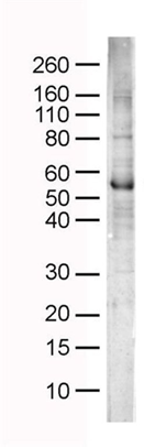 bdeecdf15cd224bda72c9ea0b6222a5.png