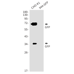 R24437-WB-1.jpg