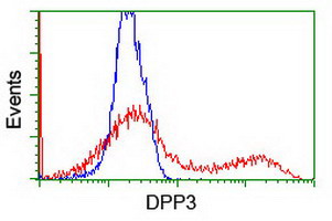 DPP3 Antibody_经典一抗
