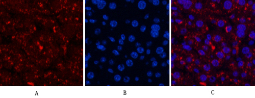 Cleaved Caspase-3 p17 Polyclonal Antibody_经典一抗